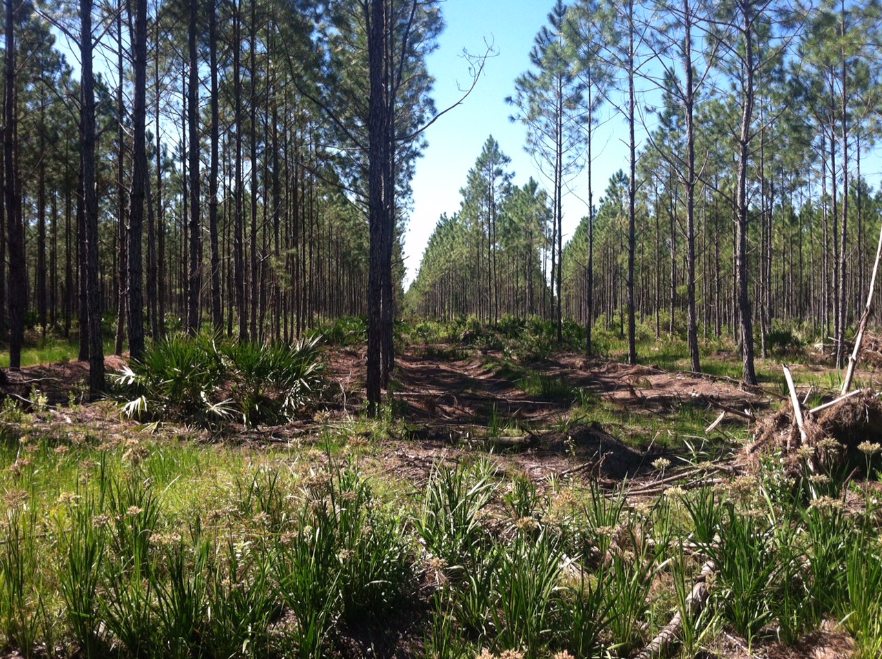 Cross City Plantation 2 Lyme Timber