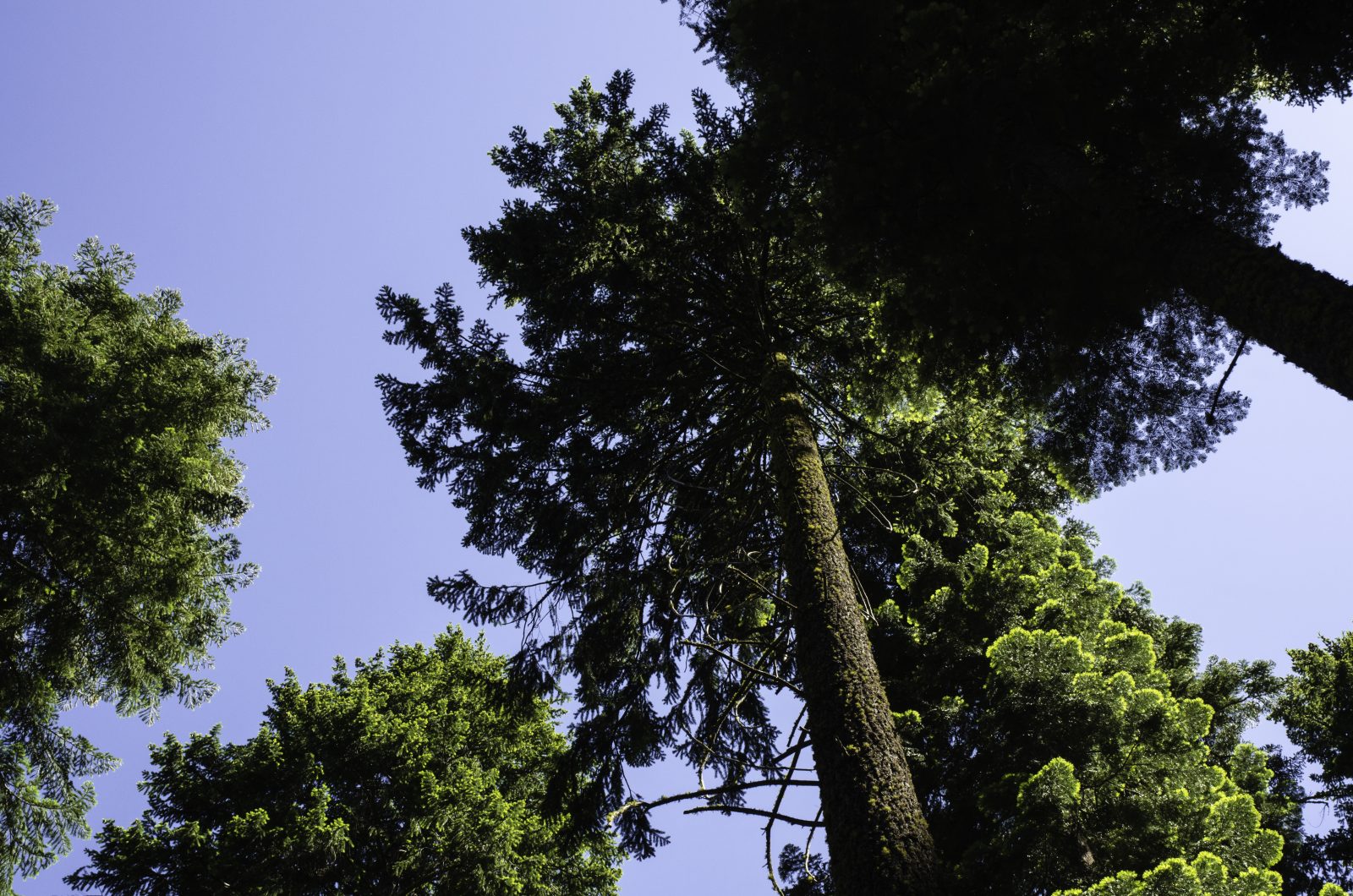 Menziesii Lyme Timber