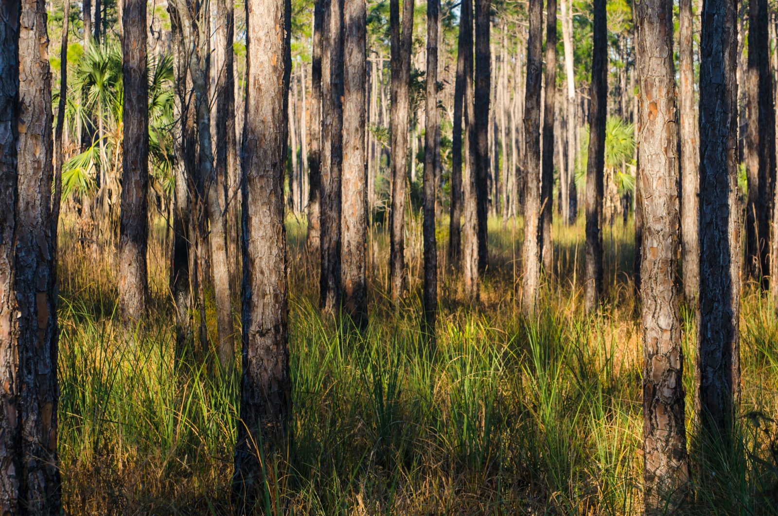 Pines 01 Lyme Timber