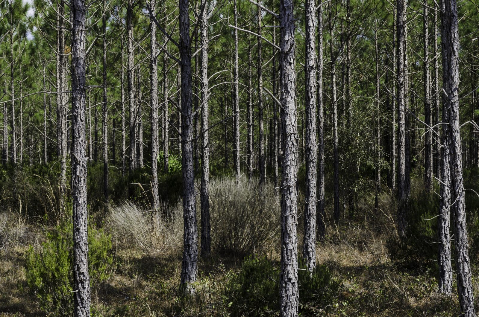 Premerch 02 Lyme Timber