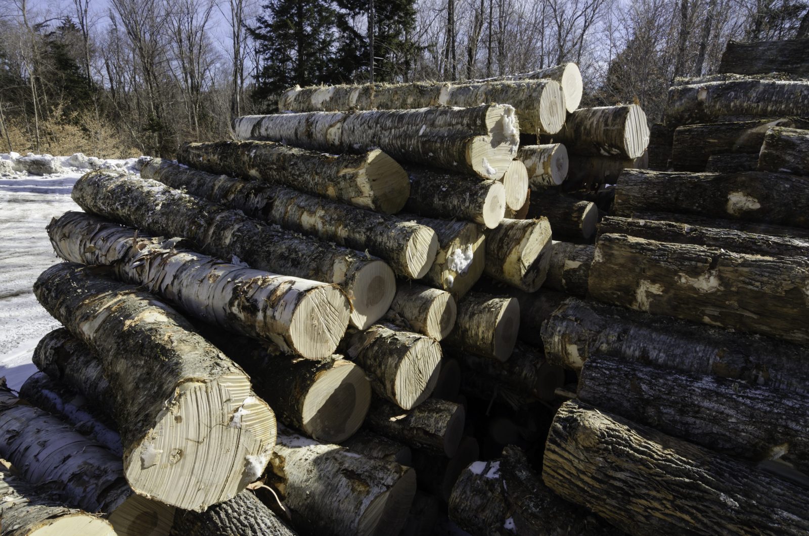 _DAH7010 Lyme Timber