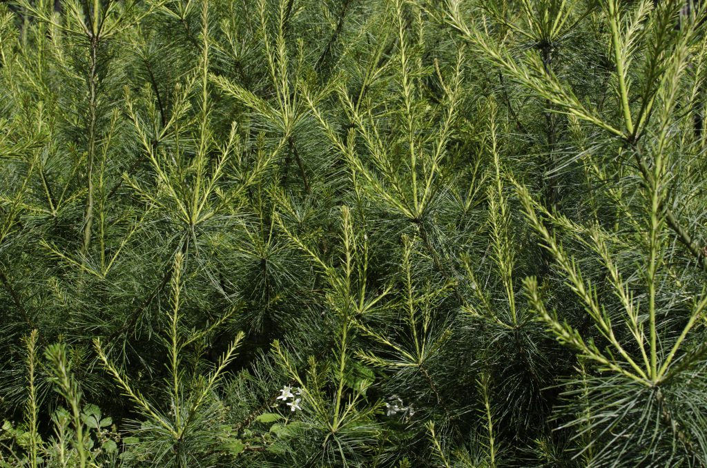 _DSC1381 Lyme Timber