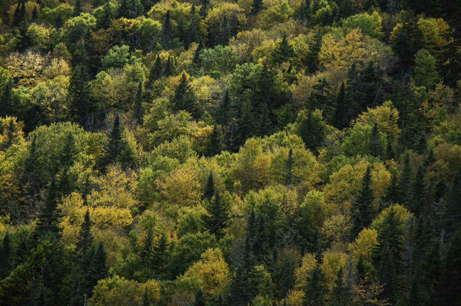 Foliage 01 Lyme Timber