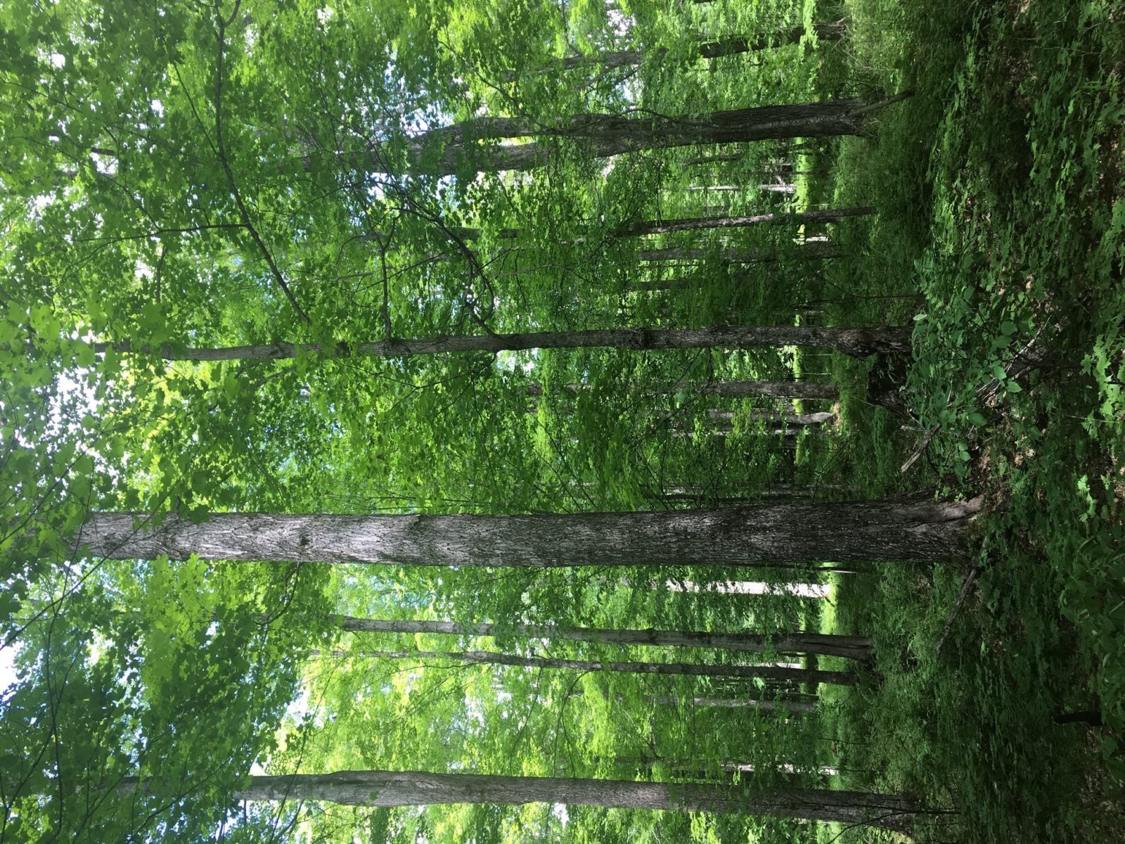 Great Lakes Lyme Timber